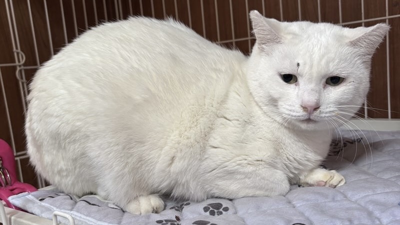 <span style="color:#ff0000;font-size:11px">☆プレミアアクセス</span>こまめちゃん　白♀