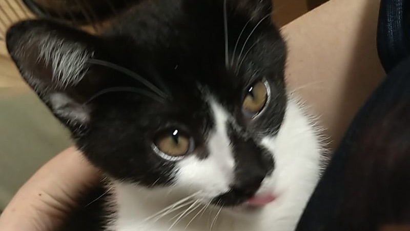 12/20里親様決定 ! ポトフくん　黒白♂