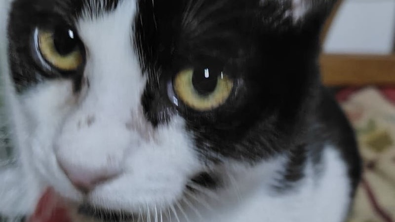 2/7里親様決定 ! れいくん　黒白ハチワレ♂