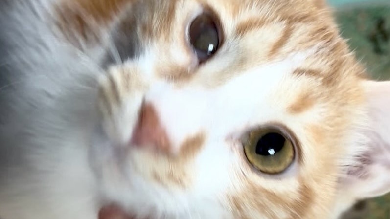 2/24里親様決定 ! クリスちゃん　茶白♀