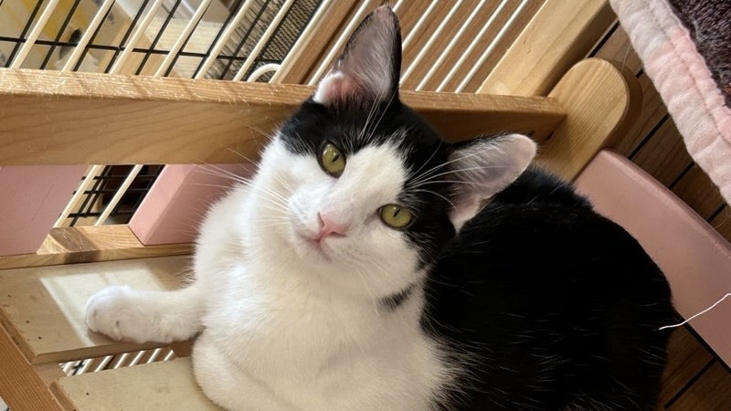 12/20里親様決定 ! エルモくん　黒白ハチワレ♂