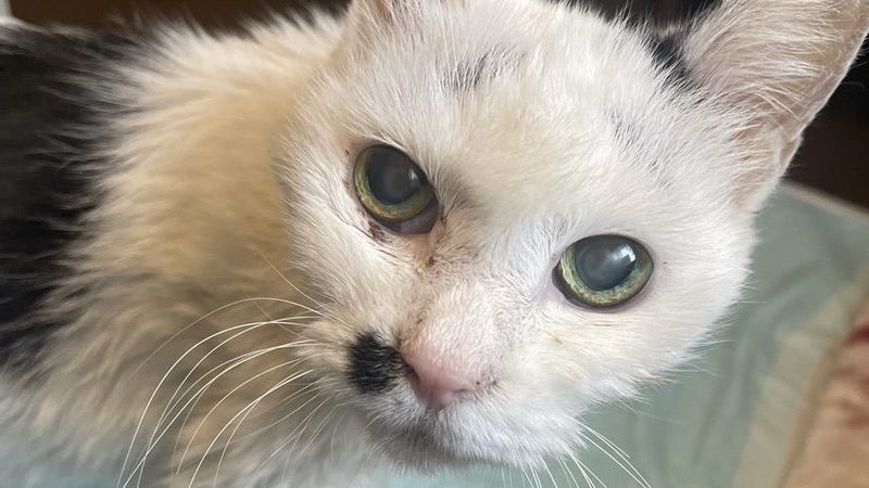 海子ちゃん　白黒♀