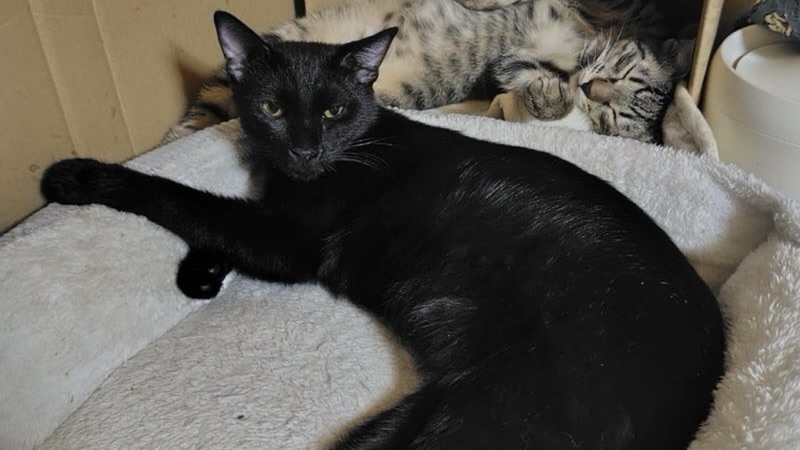 12/27里親様決定 ! ライスちゃん　黒♀