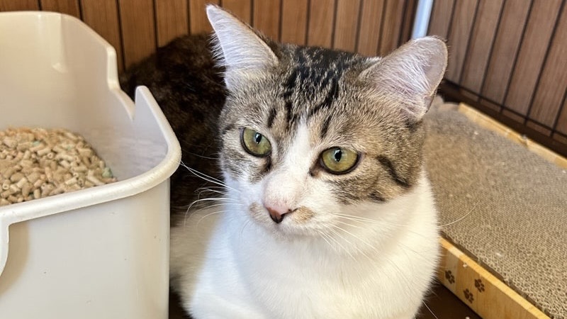 2/7里親様決定 ! 宝くん　キジ白♂