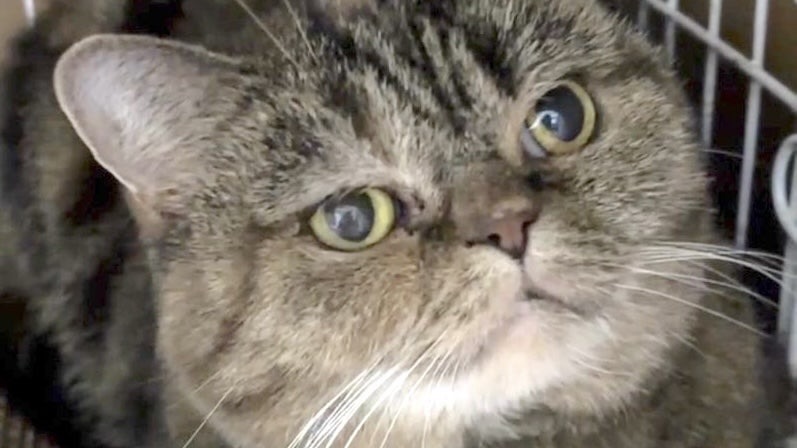 2/7里親様決定 ! みりんちゃん　サビ♀