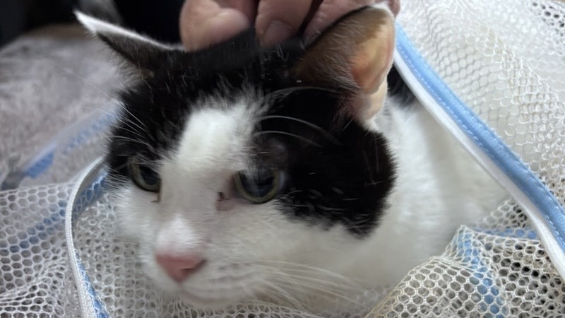 みのりくん　黒白♂