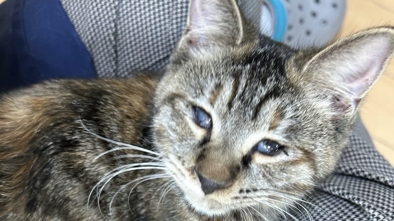 1/11里親様決定 ! リリコちゃん　キジ♀