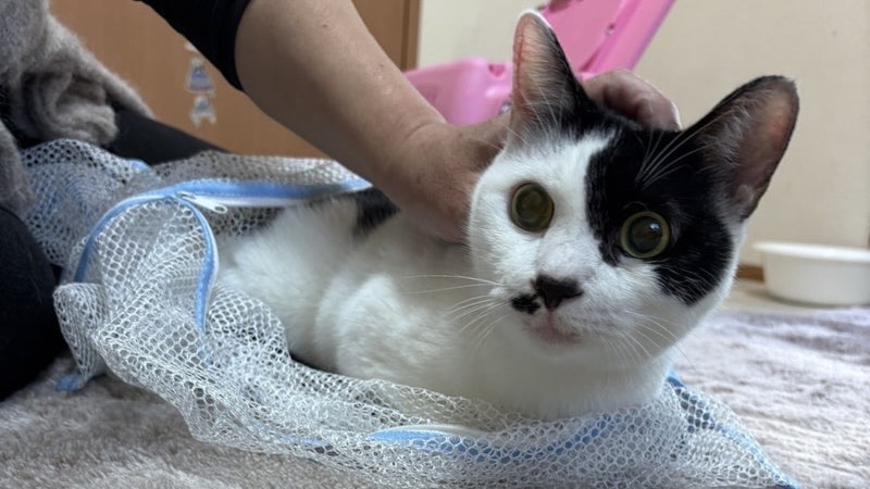 ちょびくん　黒白♂