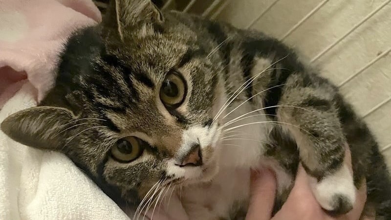 1/25里親様決定 ! 舞ちゃん　キジ白♀