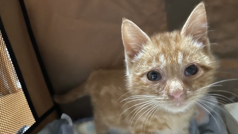 2/3里親様決定 ! ハーブくん　茶トラ♂