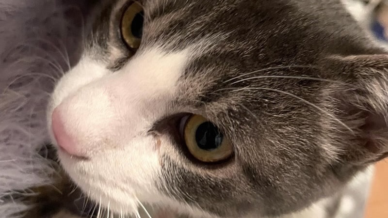 1/12里親様決定 ! 累くん　グレー白♂