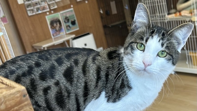 こてつくん　キジ白♂