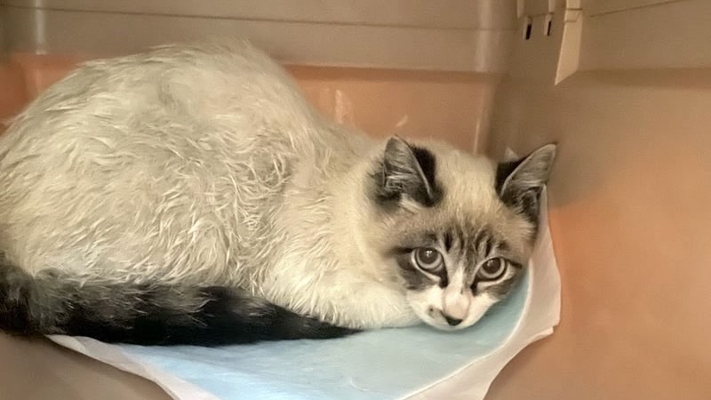 カリーナちゃん　シャム風♀