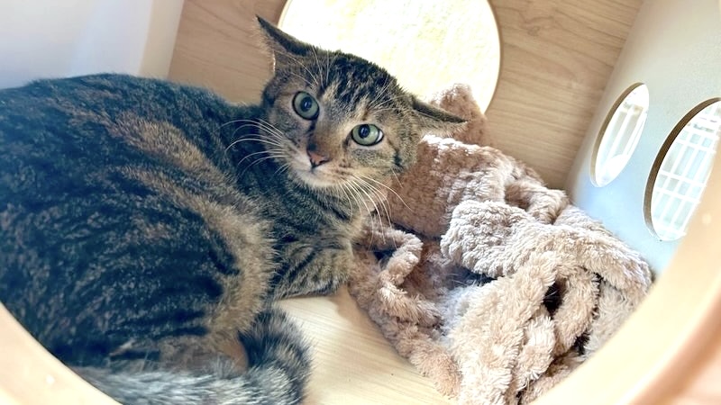 コキンちゃん　キジトラ♀