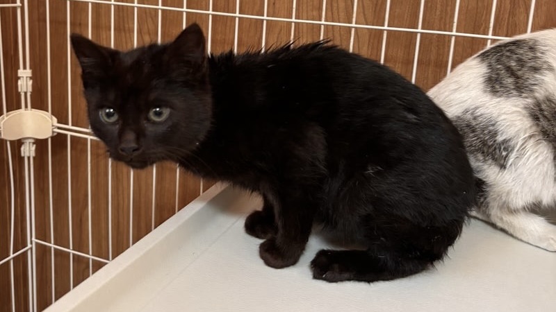 2/23里親様決定 ! もなかくん　黒♂