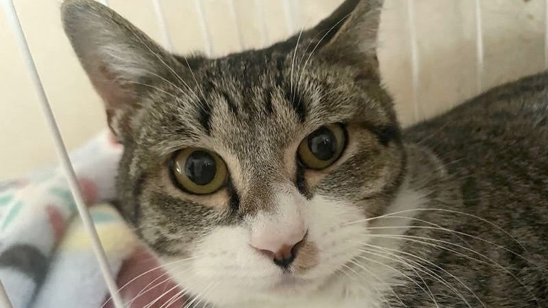 ルルちゃん　キジ白♀