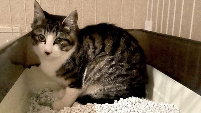 2/23里親様決定 ! フランクくん　キジ白♂