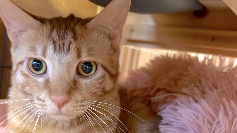 さいさいくん　茶トラ♂