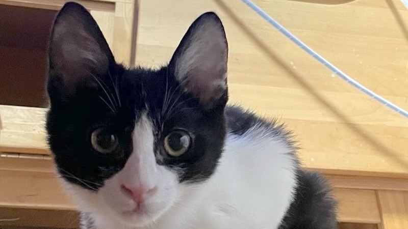 ペッパーくん　黒白♂