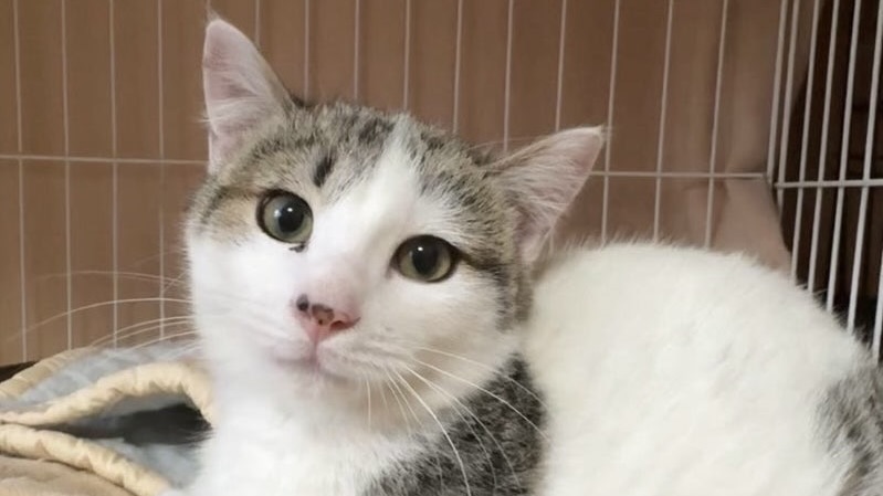 しぐれくん　キジ白♂