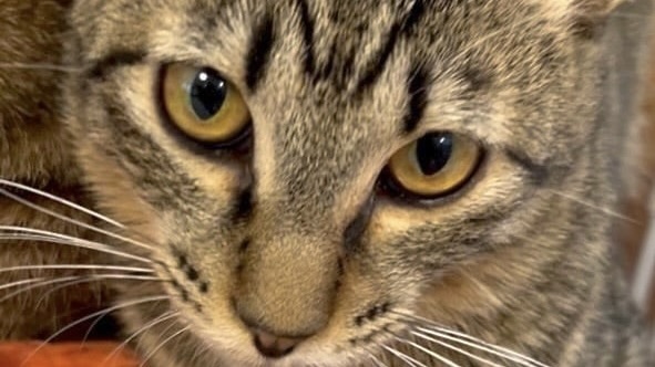 カレーくん　キジトラ♂