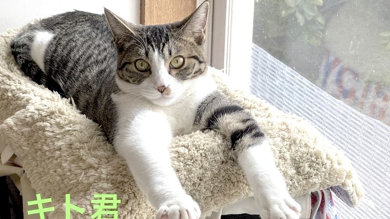 キトくん　キジ白♂