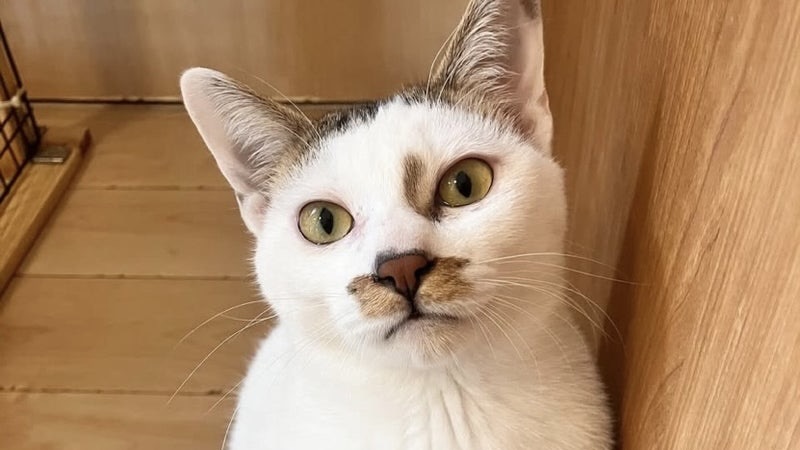 ロルくん　白キジ♂