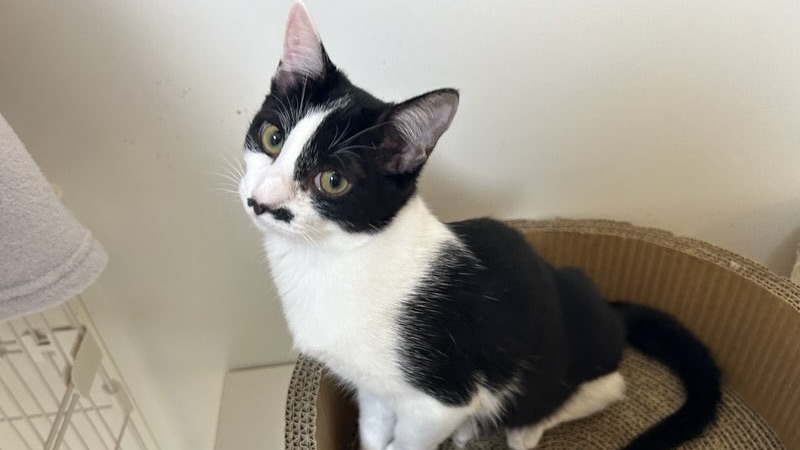 サーモンちゃん　黒白♀