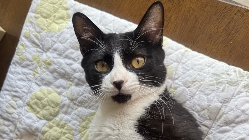 アーリオくん　黒白♂