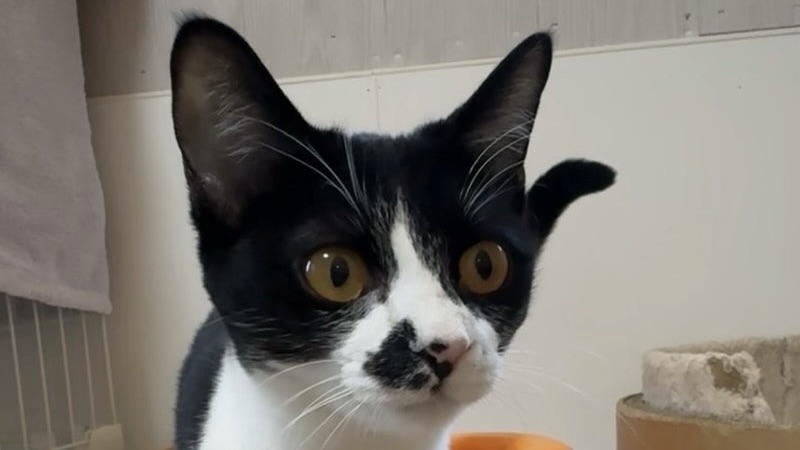 リマちゃん　黒白♀