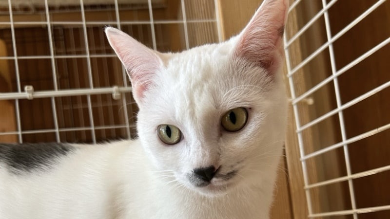 ロリくん　白グレー混じり♂