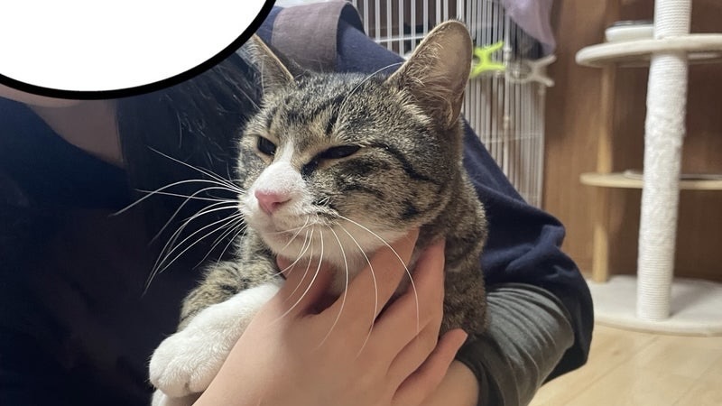 宗くん　キジ白♂