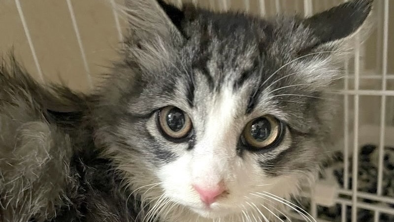 2/21里親様決定 ! シンバくん　グレー白♂