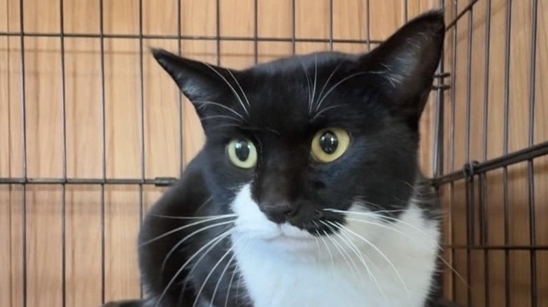 かりんちゃん　黒白♀