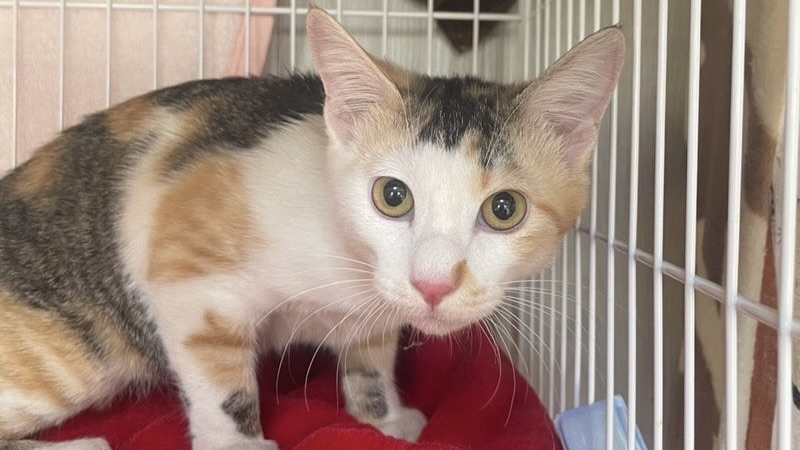 4/11里親様決定 ! バステトちゃん　三毛♀