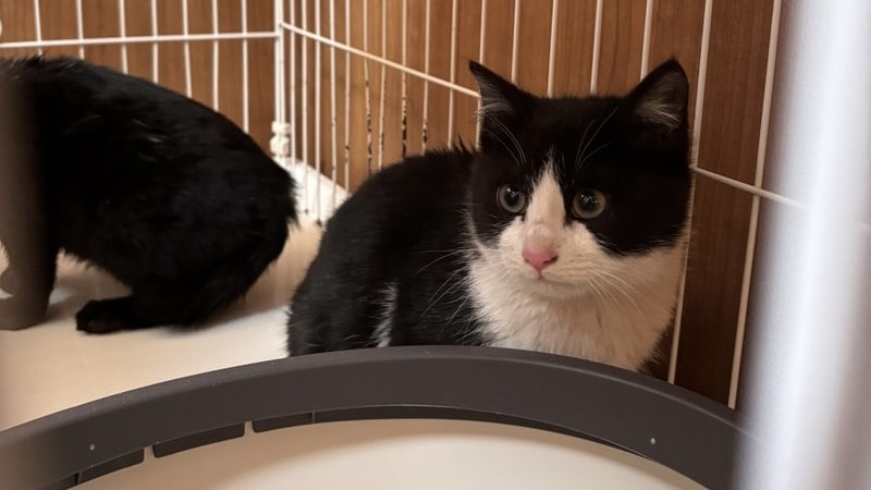 2/22里親様決定 ! ようかんくん　黒白♂