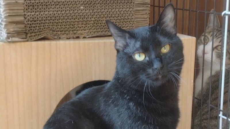 ナポリくん　黒♂