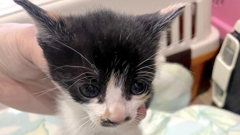 里親様内定 ! 杏(あん)ちゃん　三毛♀