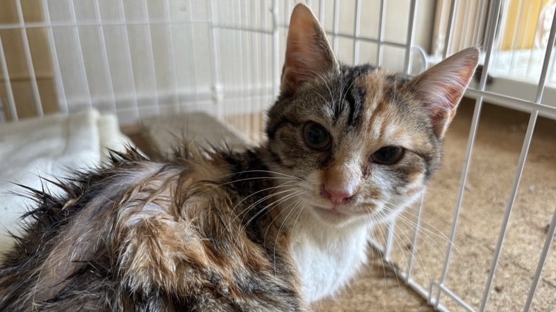 里親様内定 ! 春音(はるね)ちゃん　三毛♀