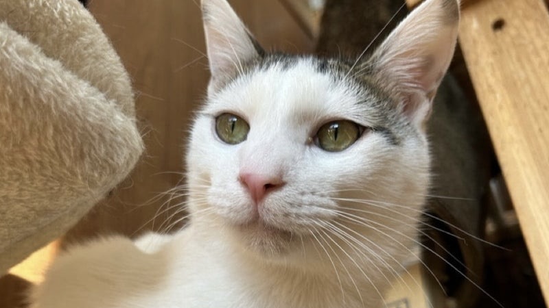 アーニーくん　キジ白♂