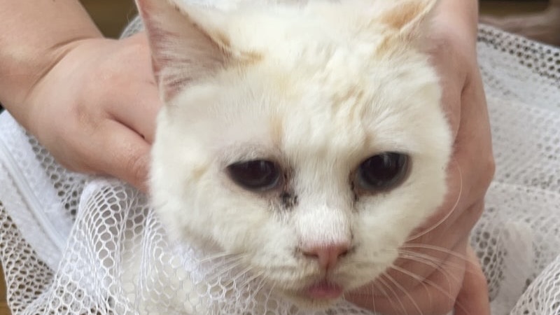 ゆらぎちゃん　茶白♀