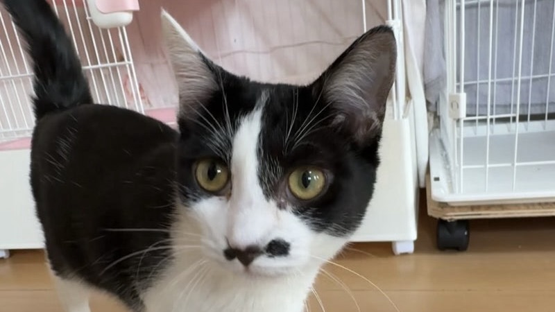 4/11里親様決定 ! サーモンちゃん　黒白♀