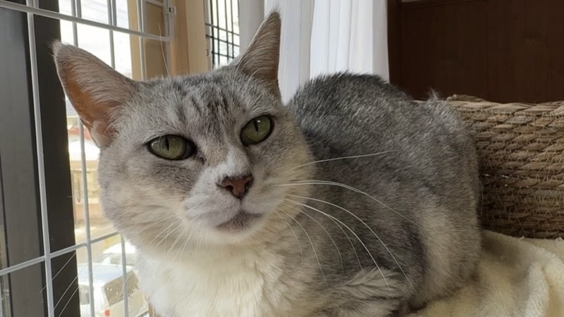 ミライちゃん　シャムMIX♀