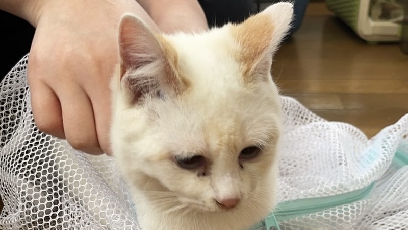 3/28里親様決定 ! かなめちゃん　茶白♀