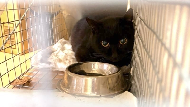 ハトホルちゃん　黒♀