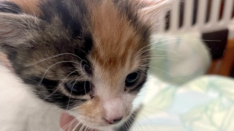 里親様内定 ! 妃(きさき)ちゃん　三毛♀