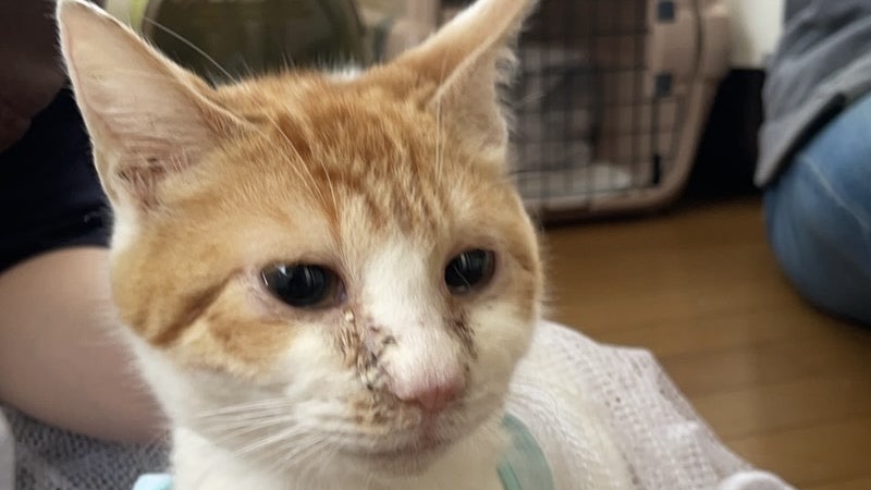 里親様内定 ! トウくん　茶白♂