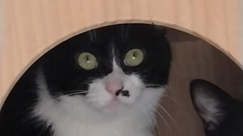 カルボちゃん　黒白♀