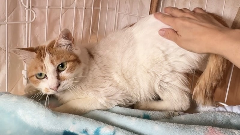 タケル　茶白♂