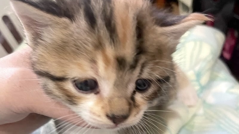 里親様内定 ! 恋(れん)ちゃん　三毛♀